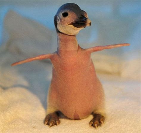 an animal that is standing on its hind legs and looking at the camera ...
