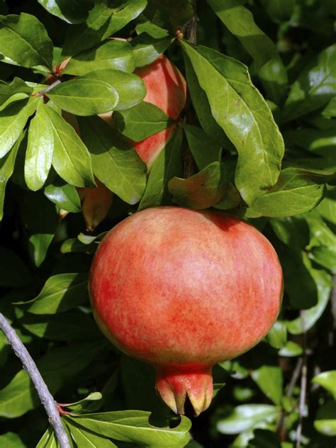 Pomegranate Tree Varieties: Common Types Of Pomegranate Fruit Trees ...