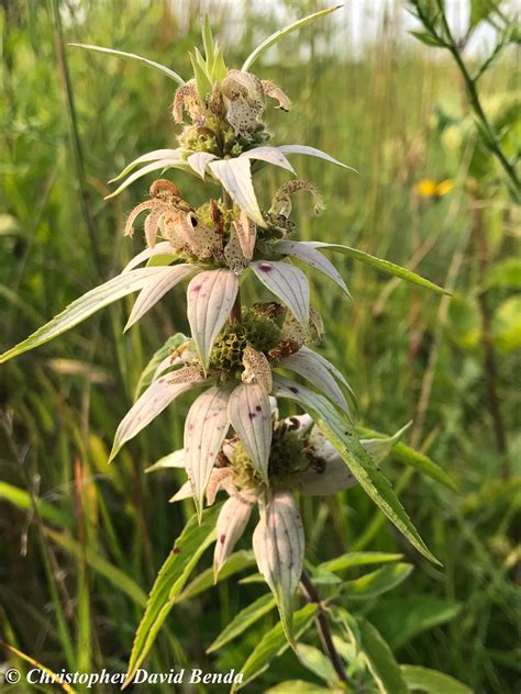 Monarda punctata | Illinois Botanizer