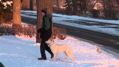 Nikki (White German Shepherd) Boot Camp Dog Training demonstration ...