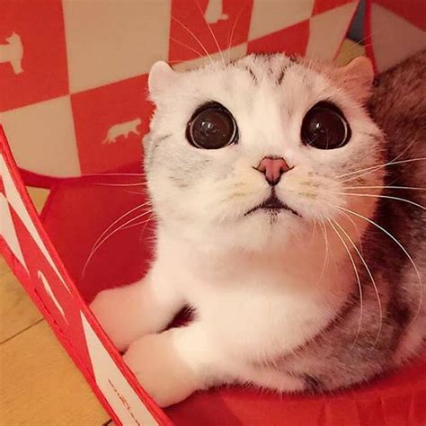 Невероятные коты - 17 фото