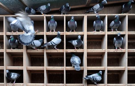 Pigeon Racing: Faster and Farther, but Fair? - The New York Times