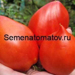 Минусинские Сорта — Семена Томатов