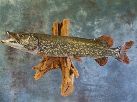 The Scary Truth About Pike Fish Teeth: Are YOU Protected?