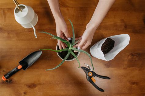 How To Transplant Strawberry Plants - Fruits Knowledge World