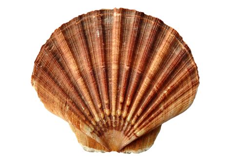 shell png pic png