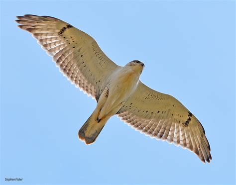 24 great places to watch hawks this fall - BirdWatching