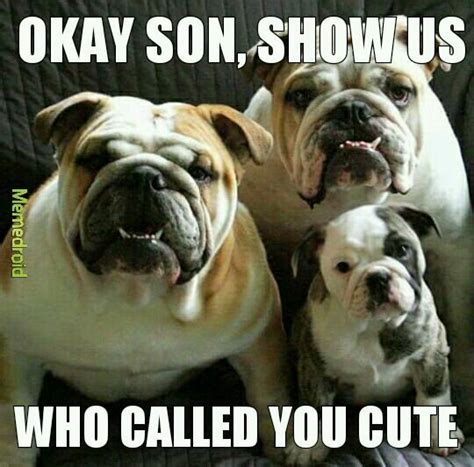 The best Bulldog memes :) Memedroid