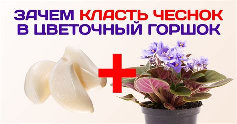 Как защитить растения