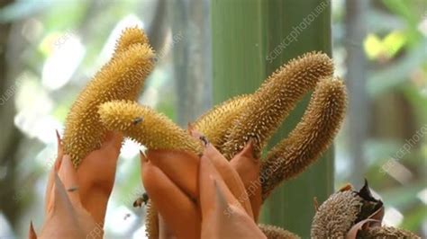 nipa palm indonesia stock video clip  science photo library