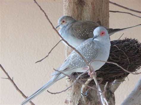 Caramelo (male diamond dove) in front and juvenile female diamond dove