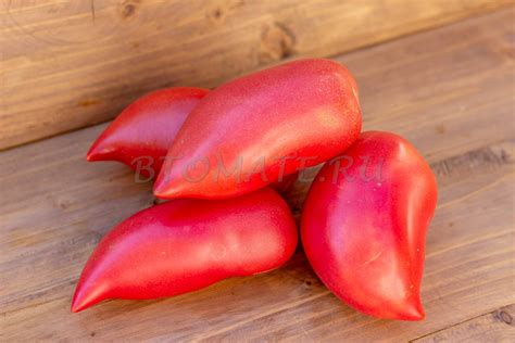КОРЕЙСКИЙ ДЛИННОПЛОДНЫЙ — BTomate