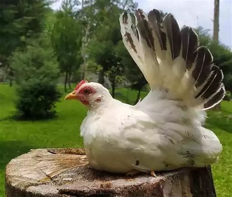 mengenal ayam kate ciri ciri harga   merawatnya ternakhias