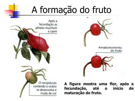 Qual A Função Do Fruto - 7