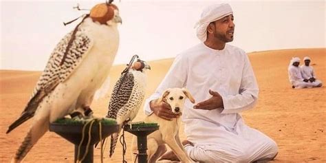 Люкс Сафари и Соколиная охота в Дубае – Купить тур Онлайн | Touristino