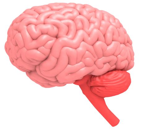 cerebro funcoes partes anatomia curiosidades escola kids