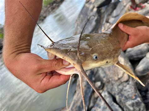 catch vundu catfish