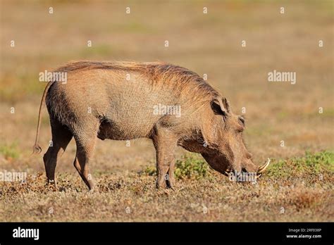 A warthog (Phacochoerus africanus) feeding in natural habitat, Addo