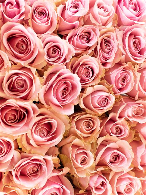 Rožės Avalanche Pink 50 cm 237892