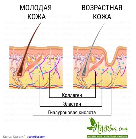 Всё про коллаген. Типы, виды, как пить и зачем. Лучшие варианты ...