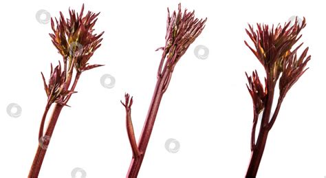 молодые ростки цветков пиона. изолированный на белом - Ozero ...