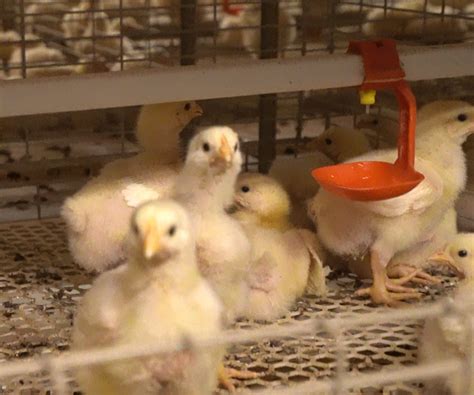 Клетки для цыплят – необходимы для выращивания цыплят - livi chicken cages