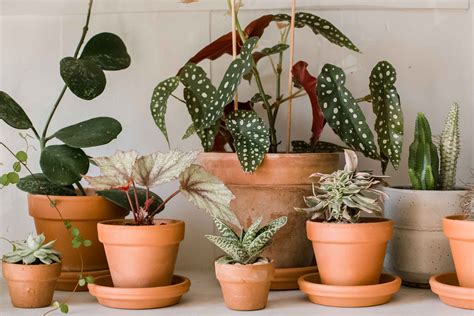 Most mentionable science backed benefits of Indoor plants| PlantPik