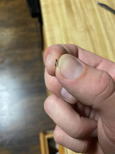 Termite Identification : r/Termites