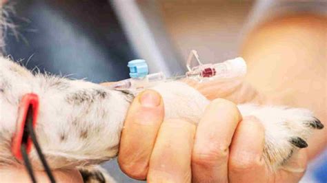 Veteriner Ekipmanları Klinik Malzeme Listesi - Vetes Veteriner