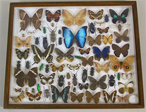 Antique Butterfly And Insect Specimens Collection