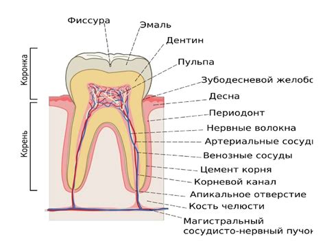 Ауыз қуысы - презентация онлайн