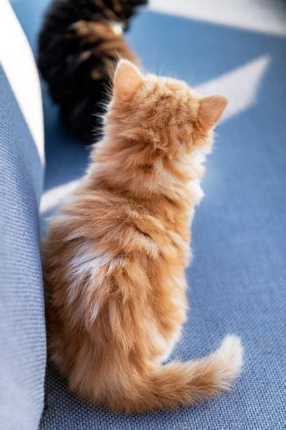 Premium Photo | Cute ginger long haired kitten