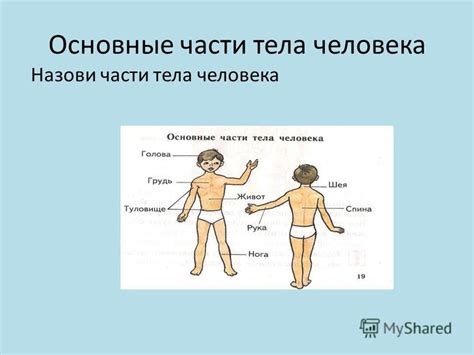 Презентация на тему: "Твой организм 1-4 класс Автор: учитель ...
