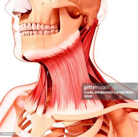 neck muscle anatomy   premium high res pictures getty images