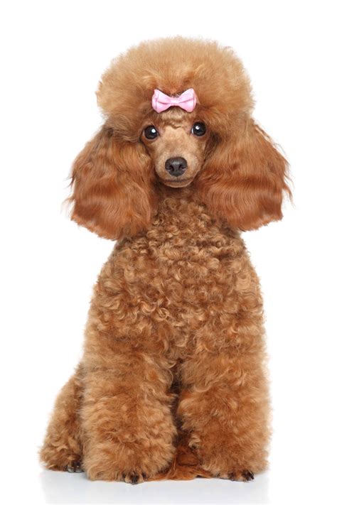 Poodle Dog Breed Guide, stats (Photos & Videos) - PetCare
