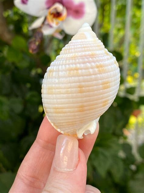 Seashell Florida Scotch Bonnet Seashells semicassis - Etsy