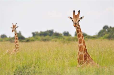 Animais De Grande Porte - Animais de grande porte estão na lista de espécies em risco de extinção