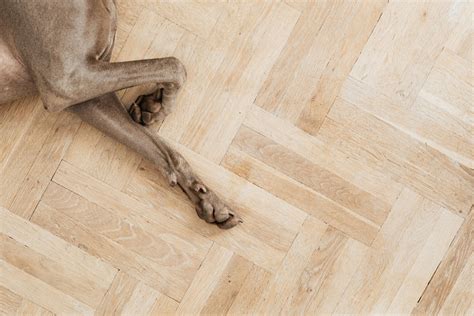Dog Feet Photos, Download The BEST Free Dog Feet Stock Photos & HD Images