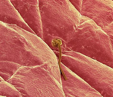 skin surface  photograph  science photo library pixels merch