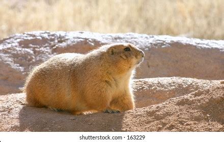 pocket gopher images stock  vectors shutterstock
