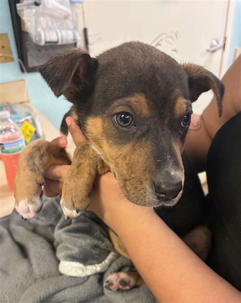 Puppies for Adoption in Amarillo, TX | WeRescue