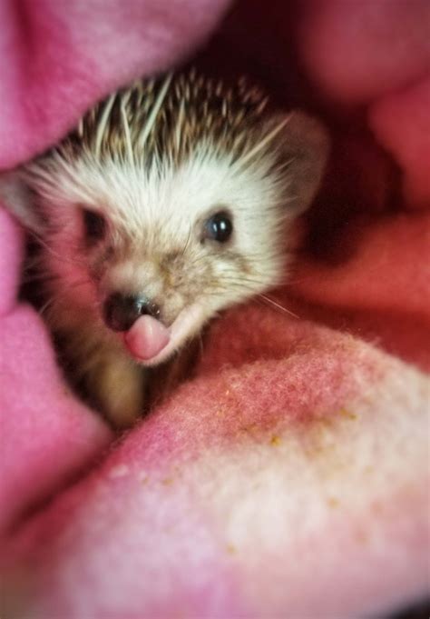 how to hedgehog not moving naturally 4