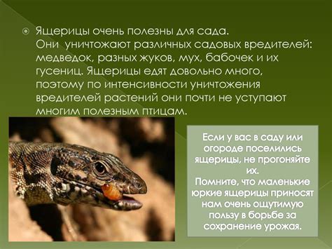 Ящерицы - маленькие драконы - презентация онлайн