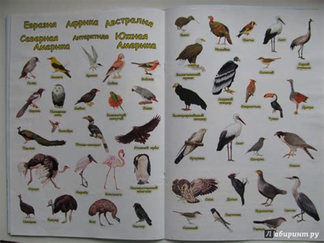 Книга: Мой первый атлас мира с наклейками. Птицы - . Купить книгу ...