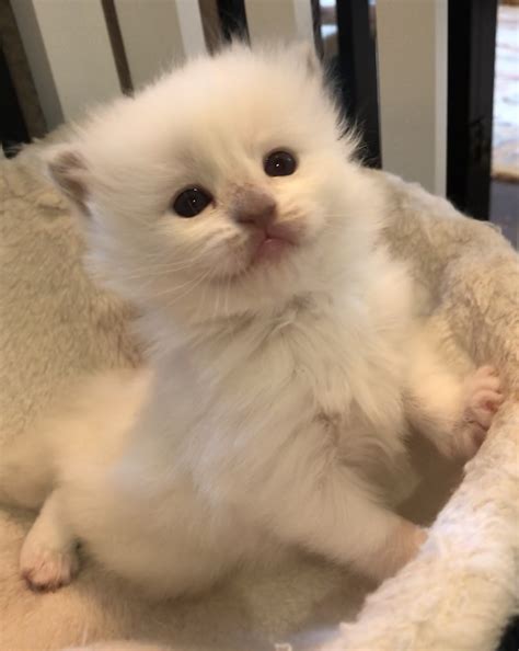 Ragdoll kittens for sale in Dallas Metroplex area | Texas Ragdoll Kittens