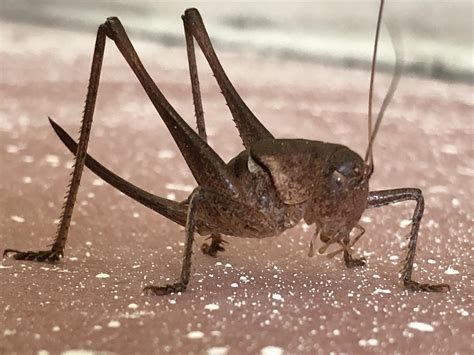 This Camelback cricket I found rebuilding an old house : r/natureismetal