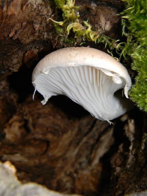 Вёшенка дубовая (Pleurotus dryinus) фото и описание