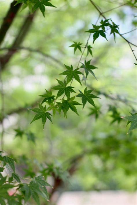 Japanese+Ass Photos, Download The BEST Free Japanese+Ass Stock Photos