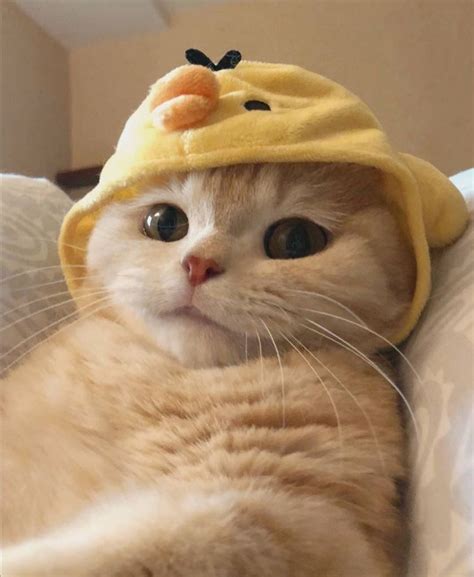Cute Cats And Kittens, Cute Little Animals, Cute Funny Animals, Kittens
