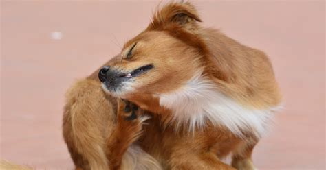 caring   dogs ears petlifesa